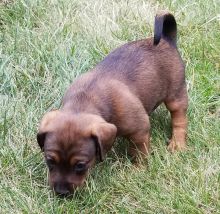 Puppies!!! - Miniature Dachshund X Image eClassifieds4u 3