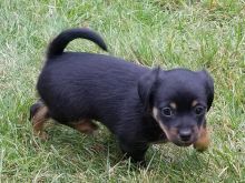 Puppies!!! - Miniature Dachshund X Image eClassifieds4u 1