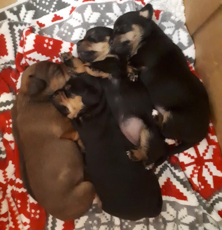 Puppies!!! - Miniature Dachshund X Image eClassifieds4u