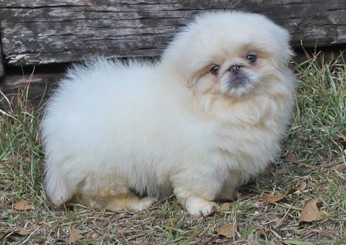 Smart Pekingese puppies For Sale. Image eClassifieds4u