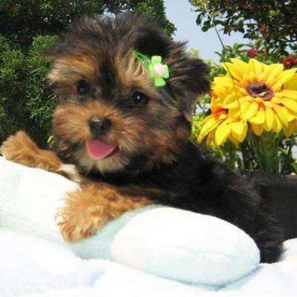 Tiny and Compact Yorkie(Jessieca.alma721@gmail.com) Or (571) 418-2453) Image eClassifieds4u