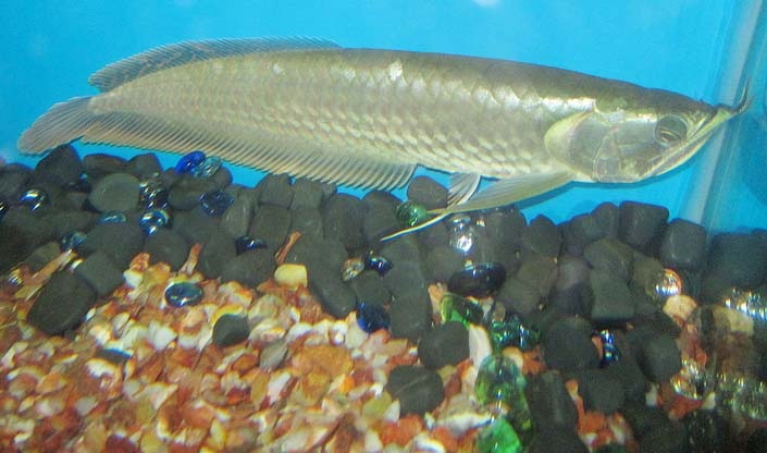 Arowanas prêt pour l'adoption Image eClassifieds4u