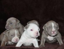 Charming pitbull puppies ready now
