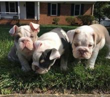 English Bulldog Puppies. AKC Tri Carrier Champion Bloodline (405) 463-9275