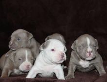 lovely Pitbull puppies for rehoming