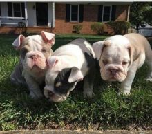 Three beautiful English Bulldog puppies-sisters and brothers Sweet friendly (405) 463-9275