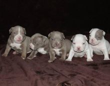Two adorable 12 week old pitbull puppies for rehoming