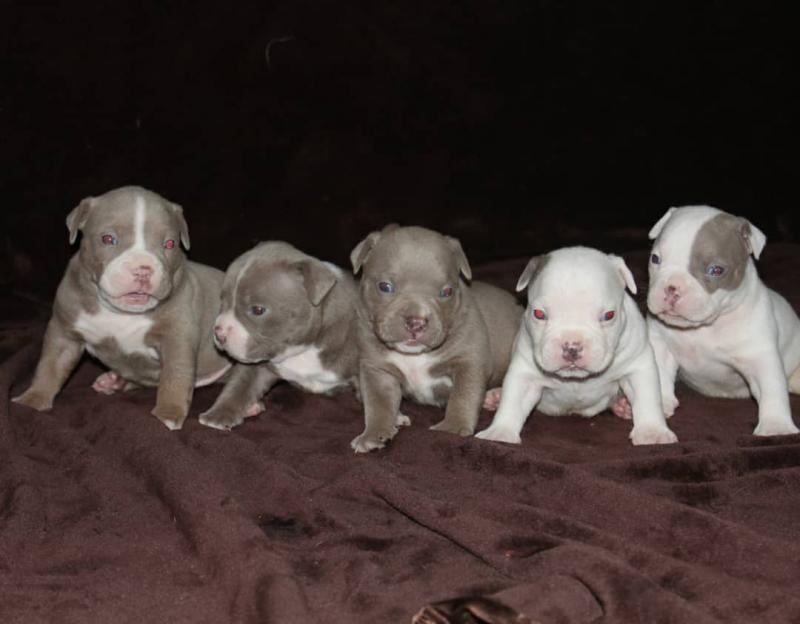 lovely Pitbull puppies for rehoming Image eClassifieds4u