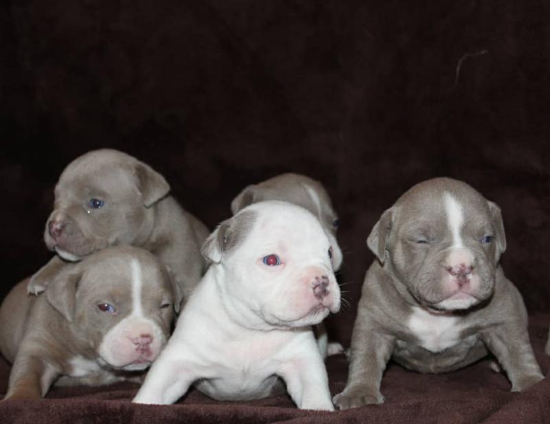 lovely Pitbull puppies for rehoming Image eClassifieds4u