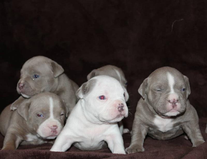 Males and females pitbull puppies for pet lovers. Image eClassifieds4u