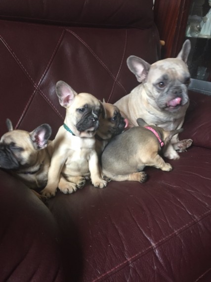 Two adorable 12 week old pitbull puppies for rehoming Image eClassifieds4u