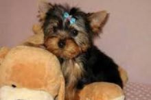Cutest Teacup Yorkie puppies available