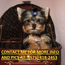 Extraordinary T cup Yorkie Puppies available