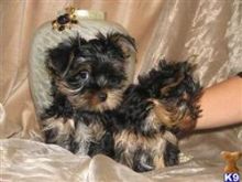 Fabulous Yorkie puppies for your family
