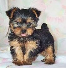 Flourished Teacup Yorkie Puppies Text (571) 418-2453)