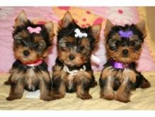 VERY Unique Yorkie Puppies for You!