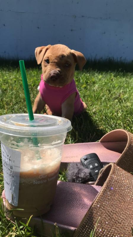 4 Female Pitbull Pups Image eClassifieds4u