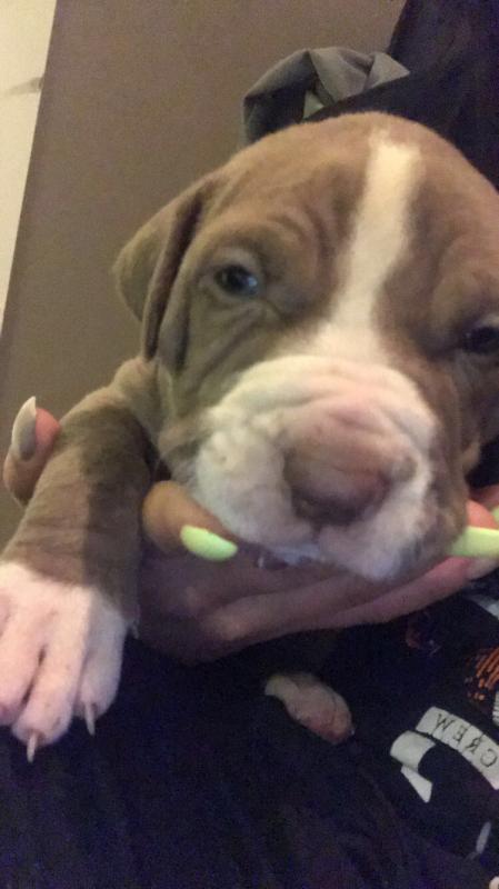 4 Female Pitbull Pups Image eClassifieds4u