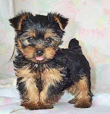 Flourished Teacup Yorkie Puppies Text (571) 418-2453) Image eClassifieds4u