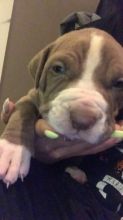 4 Female Pitbull Pups Image eClassifieds4u 3