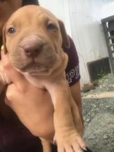 4 Female Pitbull Pups Image eClassifieds4u 2