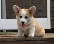 Cute Pembroke Welsh Corgi Puppies For Adoption Text or call (708) 928-5512