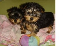 Male and Female Yorkie puppies 🐕 For Adoption Text or call (708) 928-5512