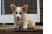 Cute Pembroke Welsh Corgi Puppies For Adoption Text or call (708) 928-5512 Image eClassifieds4U