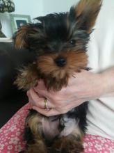 Beautiful Kc Shih Tzu Ready To Leave