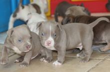 Gorgeous American Pitbull puppies available (213) 787-4282