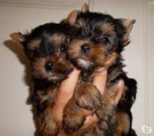 Healthy Pedigree Shih Tzu Pups