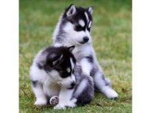 Male and Female Siberian husky puppies