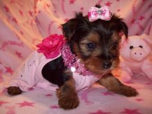 Angelic Yorkie Puppies For Sale. Image eClassifieds4U