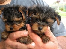 Shih Tzu Puppies - Ready Now!!! Image eClassifieds4u 1
