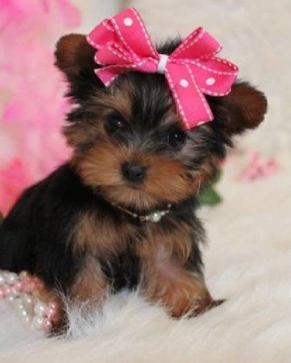 Playful Male and Female Yorkie Puppies For Sale. Image eClassifieds4u