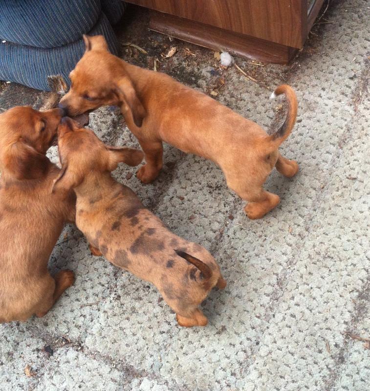 Dachshund cross pups Image eClassifieds4u