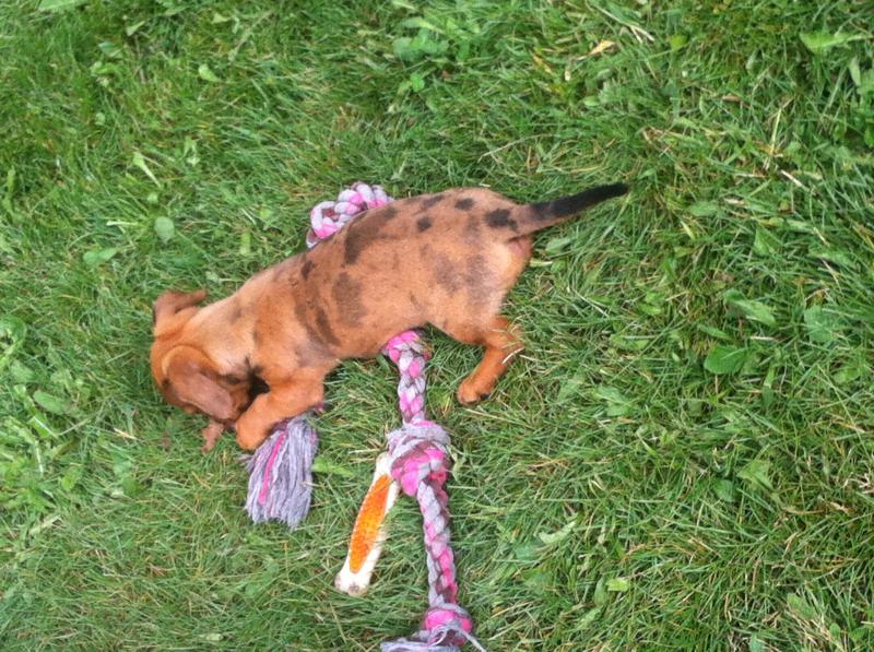 Dachshund cross pups Image eClassifieds4u