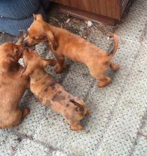 Dachshund cross pups Image eClassifieds4u 2