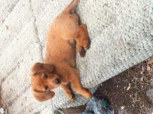 Dachshund cross pups Image eClassifieds4u 3