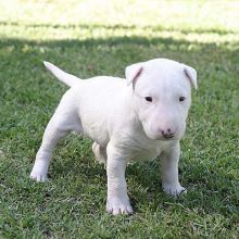male and female Bull terrier puppies