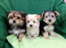 Morkie Puppies Available Now