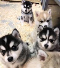 Pomsky and Siberian Husky Puppies Available Text (571) 393-6027