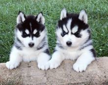 Purebred Blue Eye Siberian Husky Puppies Available