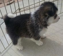 Purebred Siberian Husky and Pomsky puppies