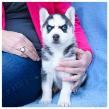 Quality and Amazing Siberian Husky And Pomsky Puppies
