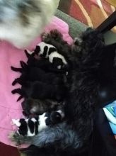 Shih Tzu Puppies