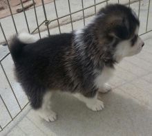Siberian Husky And Pomsky Puppies For Adoption