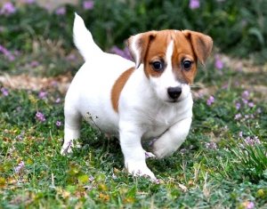 Jack Russel terrier puppies for rehoming Image eClassifieds4u