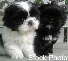 Shih Tzu Puppies Image eClassifieds4u 4
