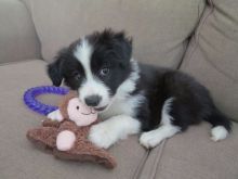 two border collie Puppies Image eClassifieds4U